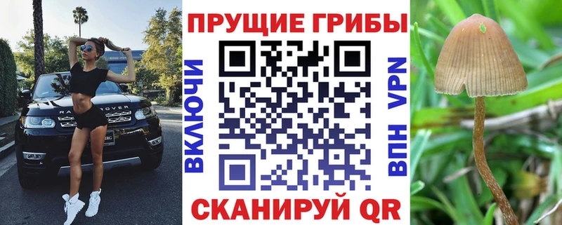 как найти наркотики  мориарти телеграм  Псилоцибиновые грибы мицелий  Тетюши 